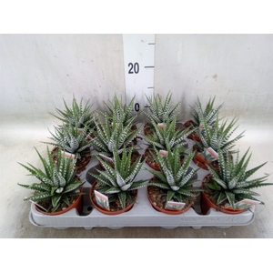 Haworthia fasciala 'Big Band'