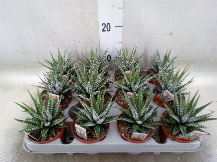 <h4>Haworthia fasciala 'Big Band'</h4>