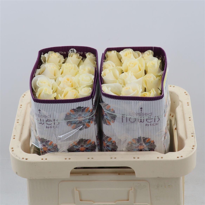 <h4>Rosa gr Blizzard@</h4>