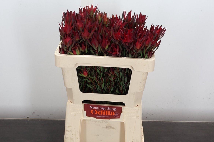 <h4>Leucad Sal Blush Spray 50cm</h4>