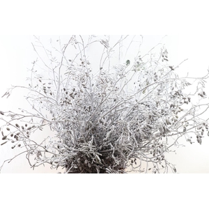 Elzenproppen Sneeuw Per Bos