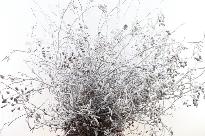 <h4>Elzenproppen Sneeuw Per Bos</h4>