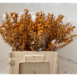 ILEX VE GOLD VERBOOM