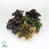HEUCH LEAF DESIGN GM