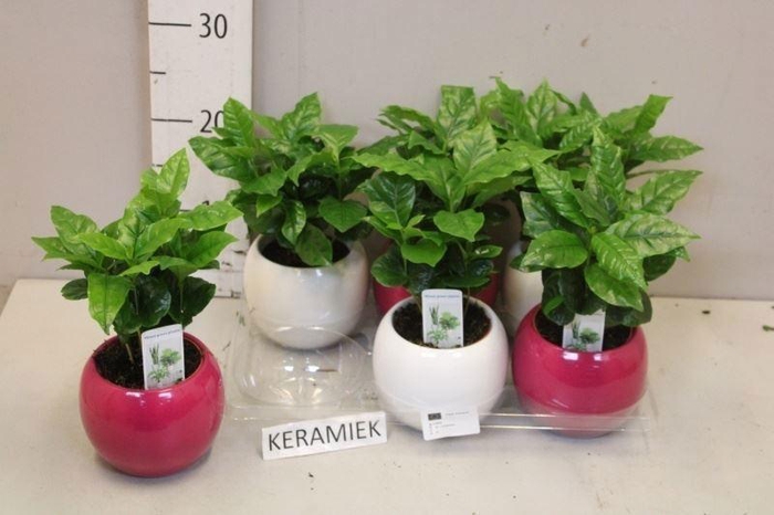 <h4>COFFEA ARABICA</h4>