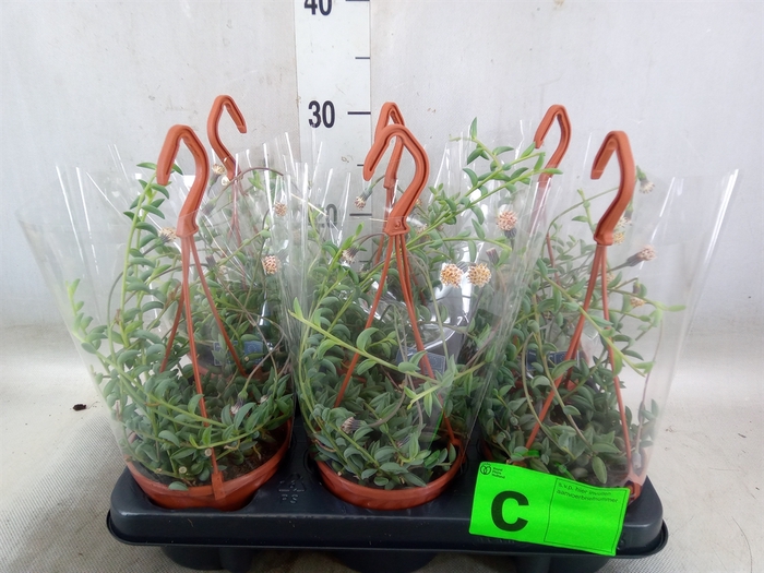 <h4>Senecio   ...</h4>