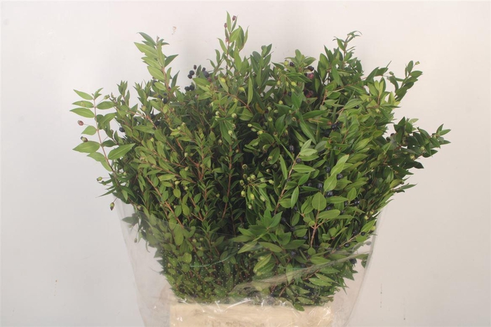 <h4>Myrthe Berry Per Bunch 250 Gram</h4>