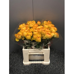 Ran Suc Ex Lollipop Bi-color