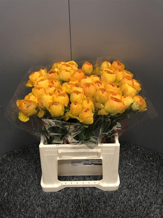 <h4>Ran Suc Ex Lollipop Bi-color</h4>