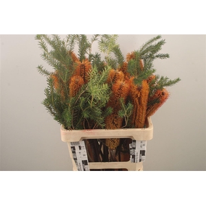 Banksia Ericifolia