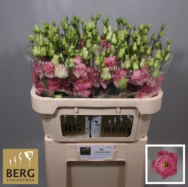 <h4>Lisianthus Alissa Pink flash</h4>