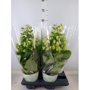 Kalanchoe  'Magic Bell'