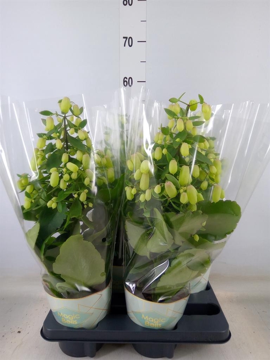 <h4>Kalanchoe  'Magic Bell'</h4>