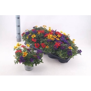 VERBE GEM IN POT