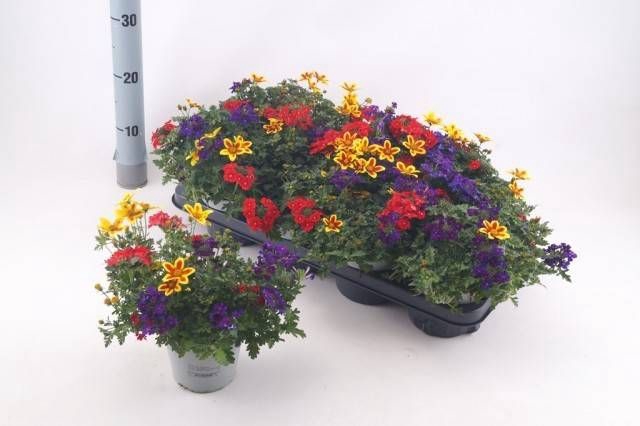 <h4>VERBE GEM IN POT</h4>