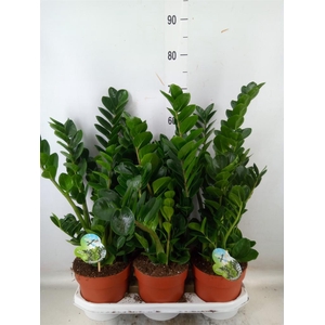 Zamioculcas zamiifolia 'Midori'