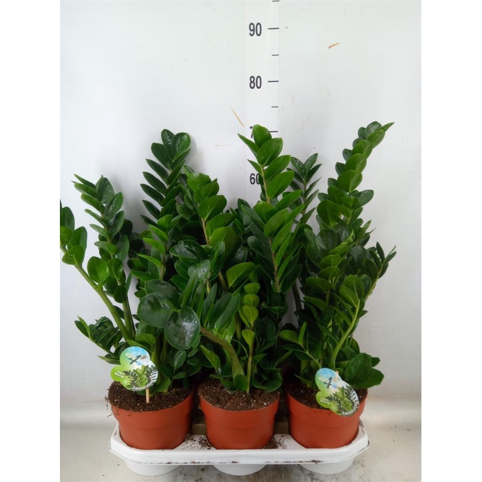 <h4>Zamioculcas zamiifolia 'Midori'</h4>