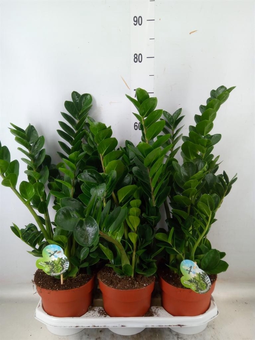 Zamioculcas zamiifolia 'Midori'