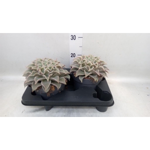 Echeveria   ...