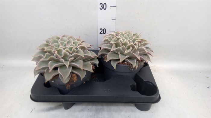 <h4>Echeveria   ...</h4>