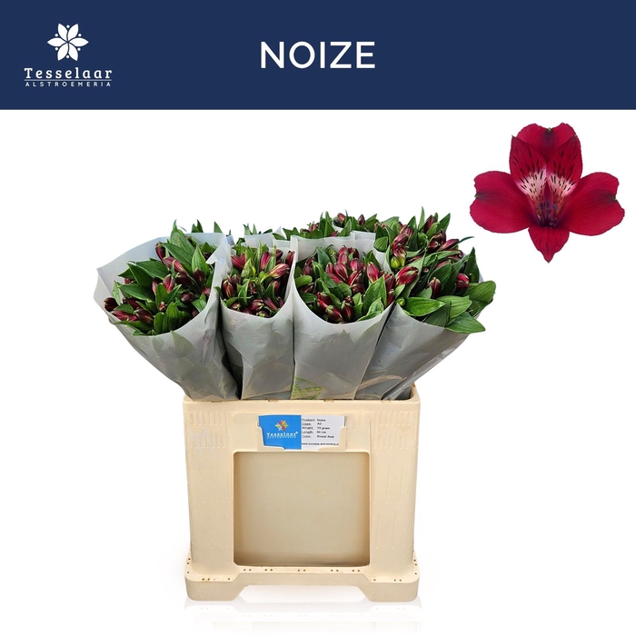 <h4>ALSTR NOIZE</h4>