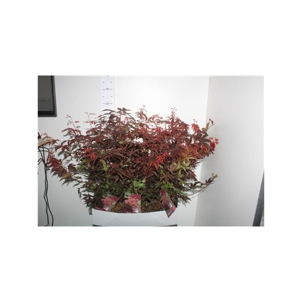 <h4>Acer Pa Atropurpureu</h4>