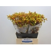 Anigoz Orange Velvet X5