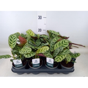 Ctenanthe burle-marxii