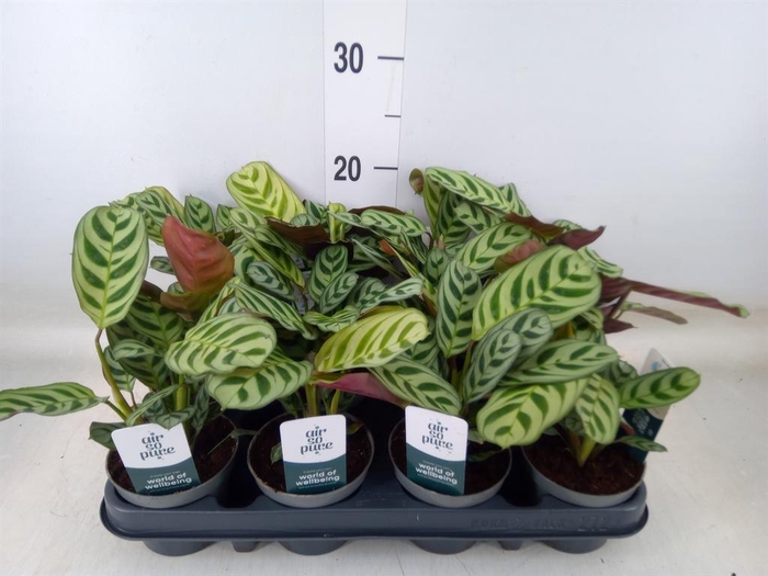 <h4>Ctenanthe burle-marxii</h4>