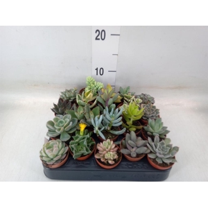 Succulents   ...