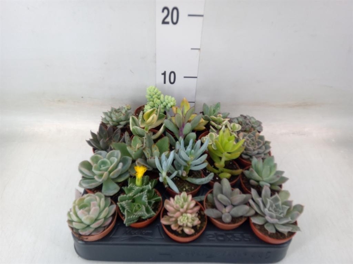 <h4>Succulents   ...</h4>
