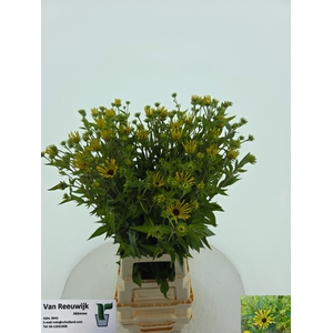 RUDBECKIA OV