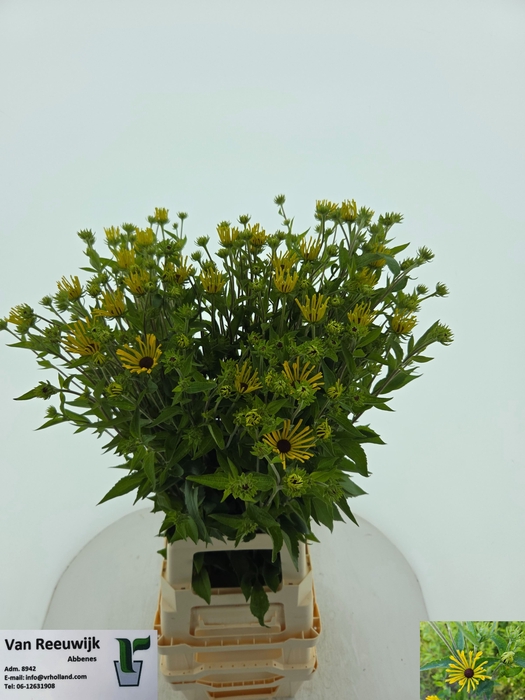 <h4>RUDBECKIA OV</h4>