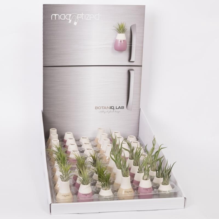 <h4>TILLANDSIA IONANTHA PETITE DISPL</h4>