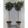 NERIUM OLEANDER OV