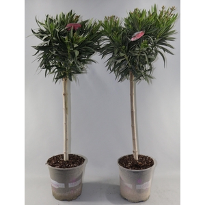 NERIUM OLEANDER OV