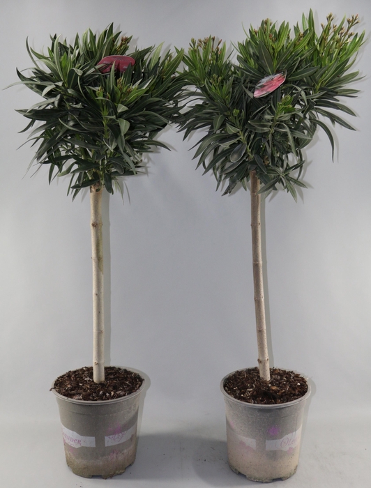 <h4>NERIUM OLEANDER OV</h4>