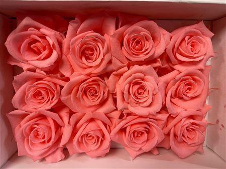 <h4>Ro Pres Mini Pink Light</h4>