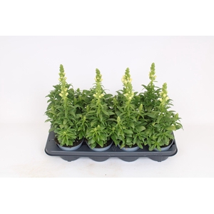 Antirrhinum Majus wit