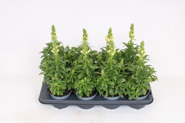 <h4>Antirrhinum Majus wit</h4>