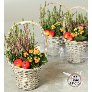 ARR TUINPLANTEN
