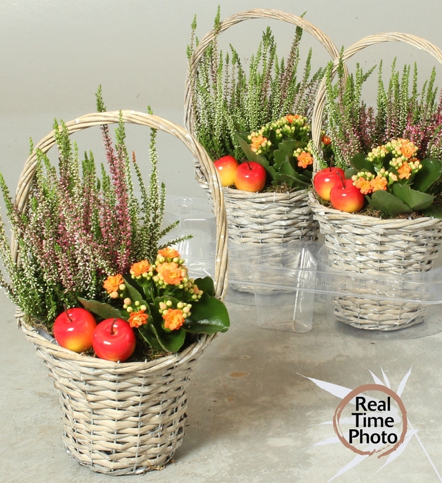 <h4>ARR TUINPLANTEN</h4>