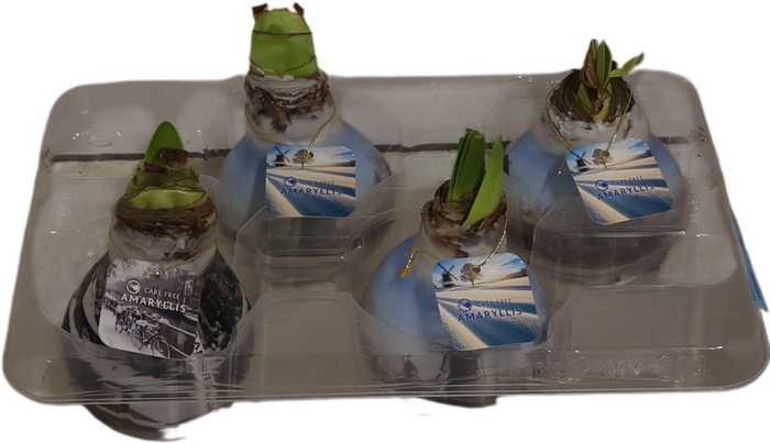 <h4>Bloembol Hippeastrum</h4>