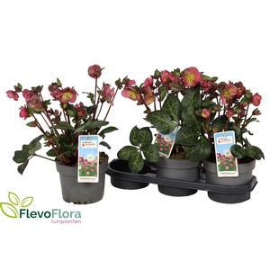 HELL FRK PENNYS PINK