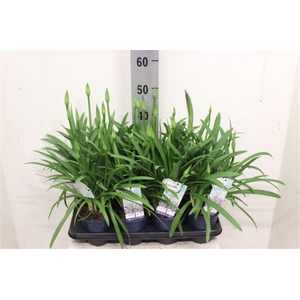 Agapanthus Amourette Superb