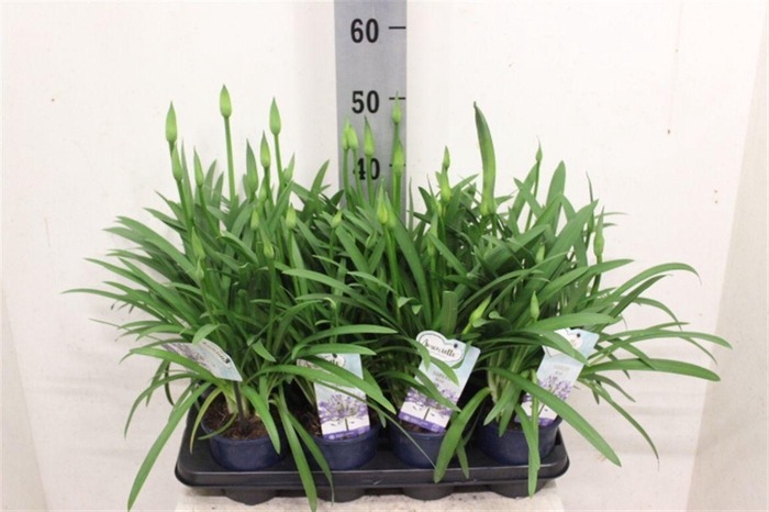 <h4>Agapanthus Amourette Superb</h4>