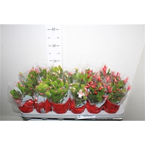 Schlumb Gem 3 Kl 20+