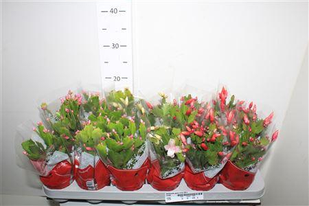 <h4>Schlumb Gem 3 Kl 20+</h4>