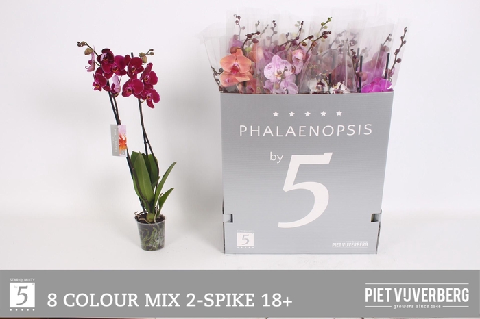 <h4>PHAL GEM 8 KL</h4>