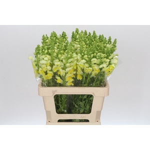 Antirrhinum Potomac Yellow